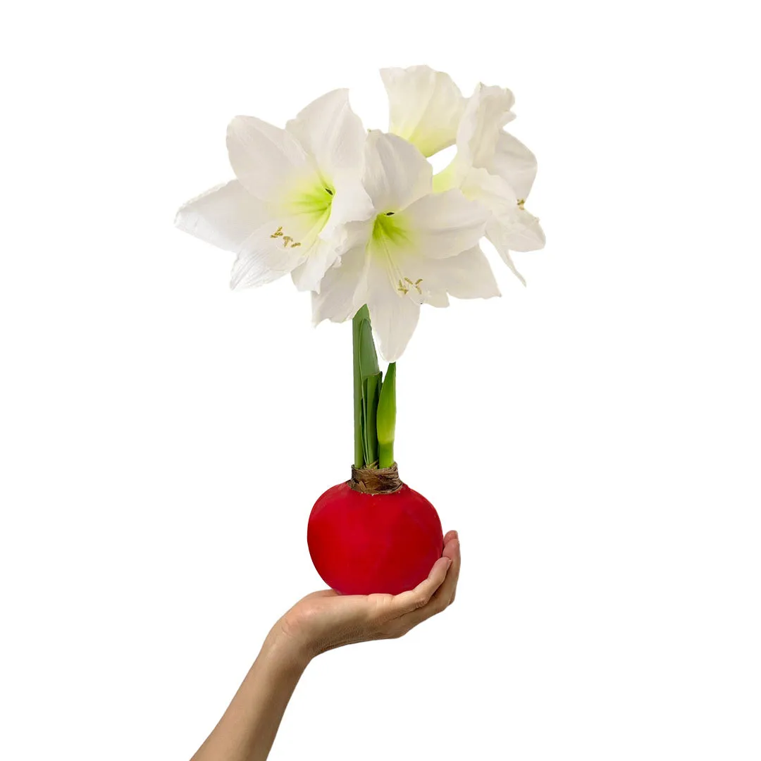 Winter Waxed Amaryllis Bulb‎ with white blooms