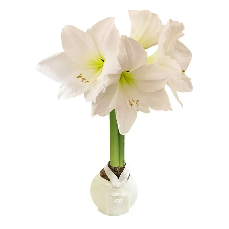 Winter Waxed Amaryllis Bulb‎ with white blooms